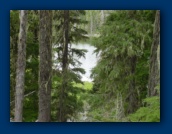 Russ Lake
through the trees