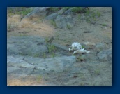 Deer skull