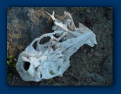 Deer skull