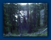 Raft Lake through the trees