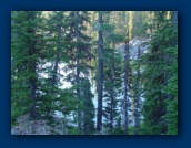 Raft Lake through the trees