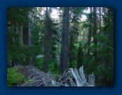 Unnamed lake through trees
northeast of Jay Lake