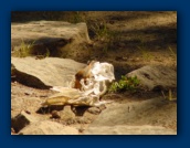 Bird in deer skull