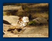 Bird in deer skull