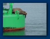The hard life of a sea lion