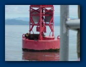 Sea lion on buoy