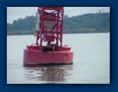 Sea lion on buoy