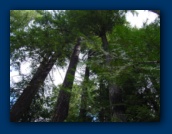 Tall trees at Koosah Falls