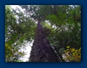 Looking up a tree