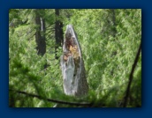 Lightning damaged
tree snag