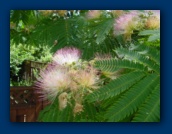 Mimosa Tree blossums