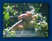 Plums